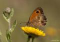 Pyronia tithonus (Pironiya)